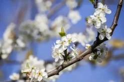 Prunus domestica 'Victoria' (Pruim) fruitplant 230cm
