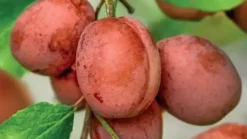 Prunus domestica 'Victoria' (Pruim) fruitplant 230cm