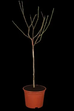 Prunus domestica 'Victoria' (Pruim) fruitplant 230cm