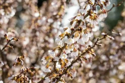 Prunus incisa 'Kojou-no-mai' (Chinese dwerg-sierkers 'Kojou-no-mai')
