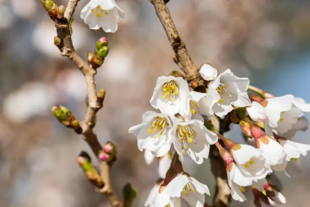 Prunus incisa 'Kojou-no-mai' (Chinese dwerg-sierkers 'Kojou-no-mai')