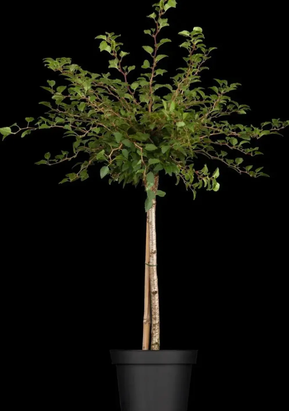 Prunus incisa 'Kojou-no-mai' (Chinese dwerg-sierkers 'Kojou-no-mai')