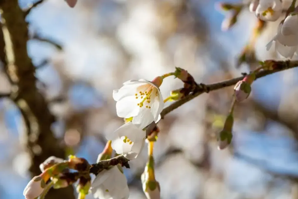 Prunus incisa 'Kojou-no-mai' (Chinese dwerg-sierkers 'Kojou-no-mai')