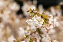 Prunus incisa 'Kojou-no-mai' (Chinese dwerg-sierkers 'Kojou-no-mai')