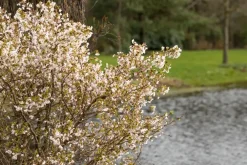 Prunus incisa 'Kojou-no-mai' (Chinese dwerg-sierkers 'Kojou-no-mai')