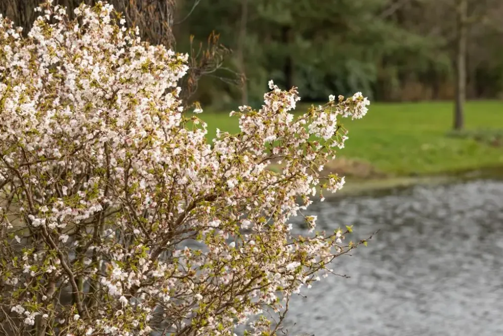 Prunus incisa 'Kojou-no-mai' (Chinese dwerg-sierkers 'Kojou-no-mai')
