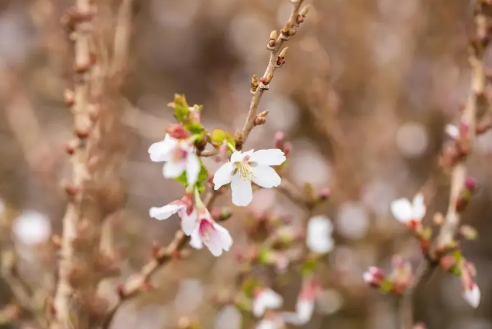 Prunus incisa 'Kojou-no-mai' (Chinese dwerg-sierkers 'Kojou-no-mai')