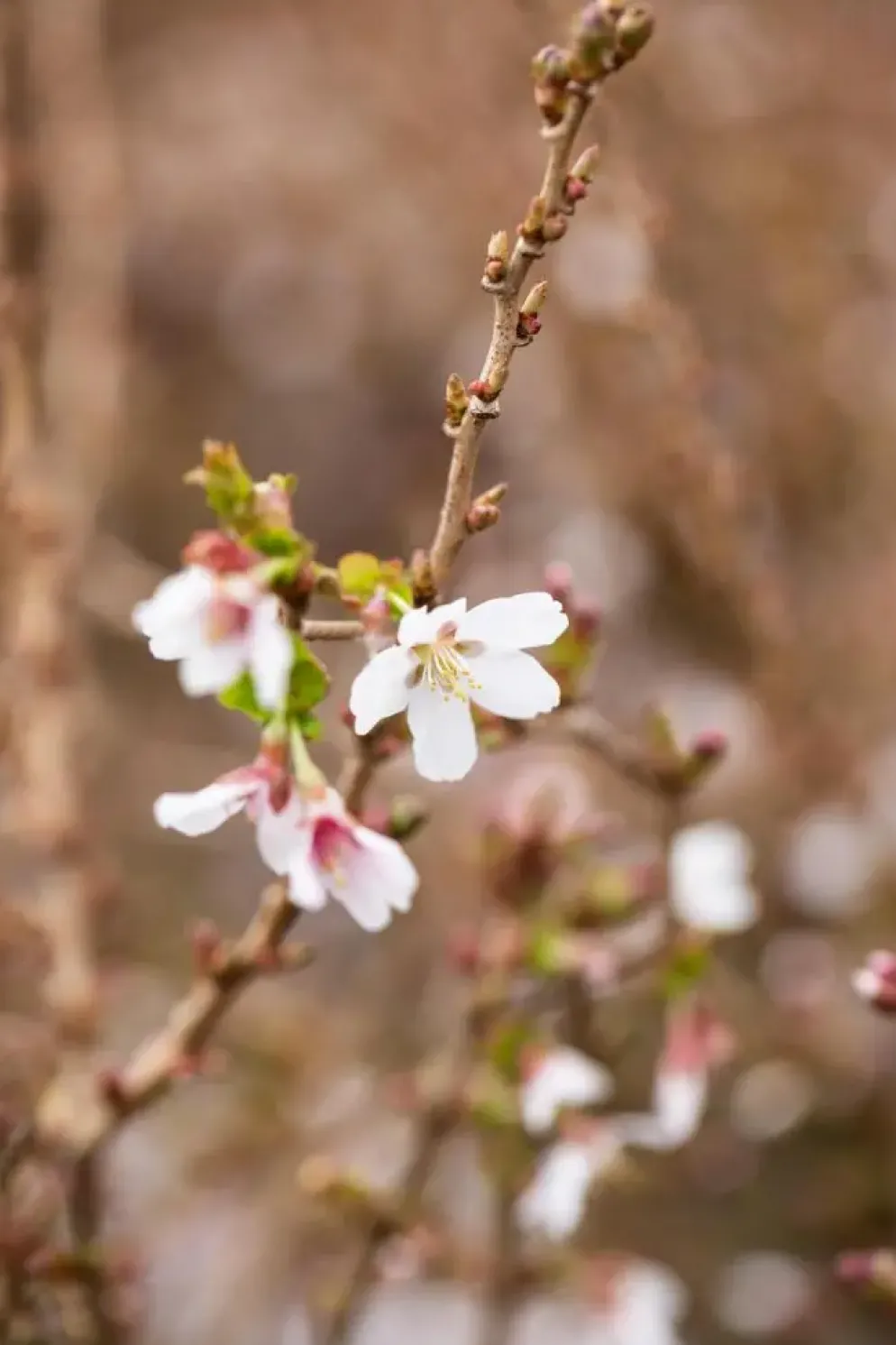 Prunus incisa 'Kojou-no-mai' (Chinese dwerg-sierkers 'Kojou-no-mai')