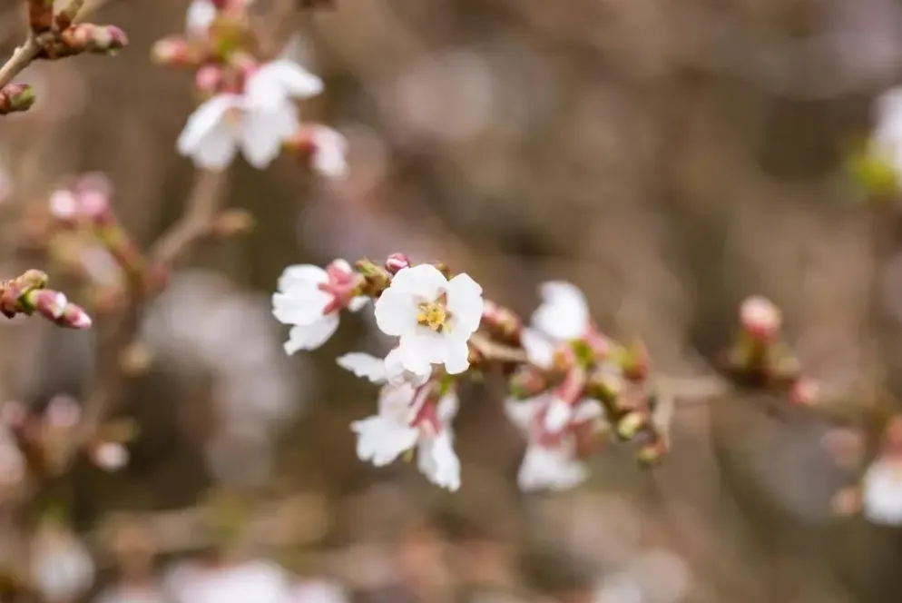 Prunus incisa 'Kojou-no-mai' (Chinese dwerg-sierkers 'Kojou-no-mai')