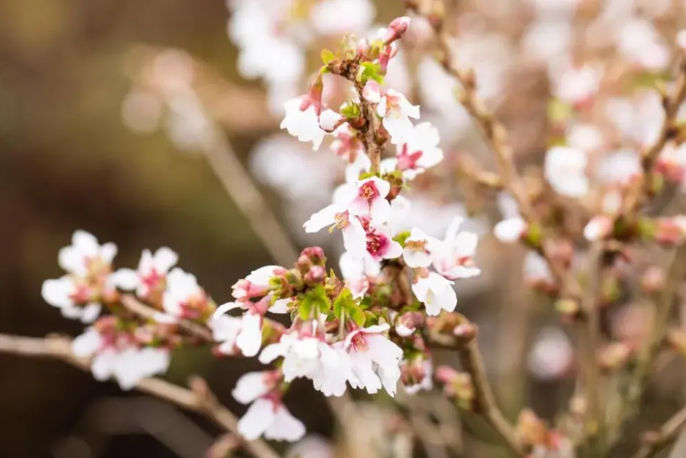 Prunus incisa 'Kojou-no-mai' (Chinese dwerg-sierkers 'Kojou-no-mai')