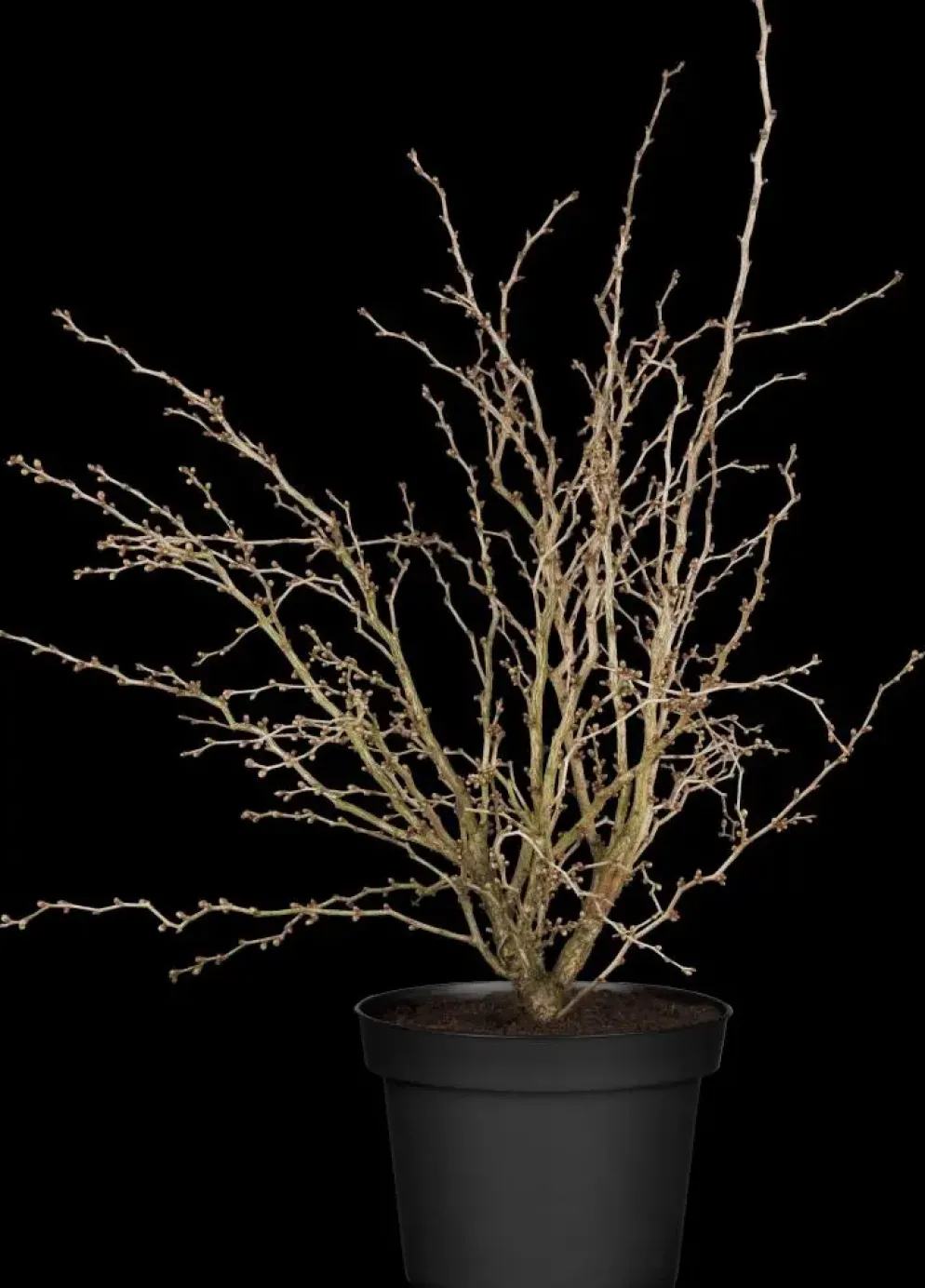 Prunus incisa 'Kojou-no-mai' (Chinese dwerg-sierkers 'Kojou-no-mai')