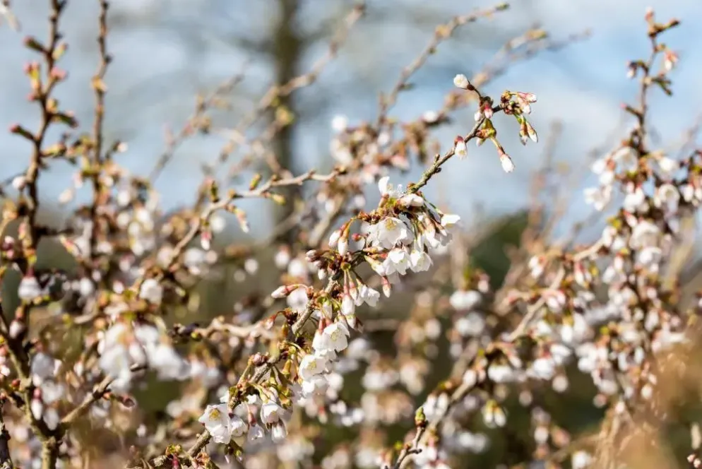 Prunus incisa 'Kojou-no-mai' (Chinese dwerg-sierkers 'Kojou-no-mai')