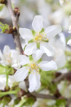 Prunus incisa 'Kojou-no-mai' (Chinese dwerg-sierkers 'Kojou-no-mai')