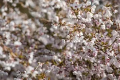 Prunus incisa 'Kojou-no-mai' (Chinese dwerg-sierkers 'Kojou-no-mai')