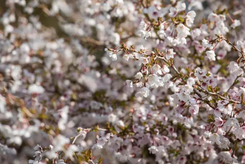 Prunus incisa 'Kojou-no-mai' (Chinese dwerg-sierkers 'Kojou-no-mai')