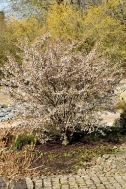 Prunus incisa 'Kojou-no-mai' (Chinese dwerg-sierkers 'Kojou-no-mai')