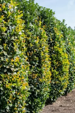Prunus laurocerasus 'Etna'® (Laurierkers 'Etna')