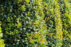 Prunus laurocerasus 'Etna'® (Laurierkers 'Etna')