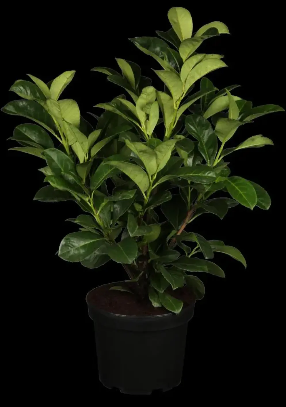 Prunus laurocerasus 'Etna'® (Laurierkers 'Etna')