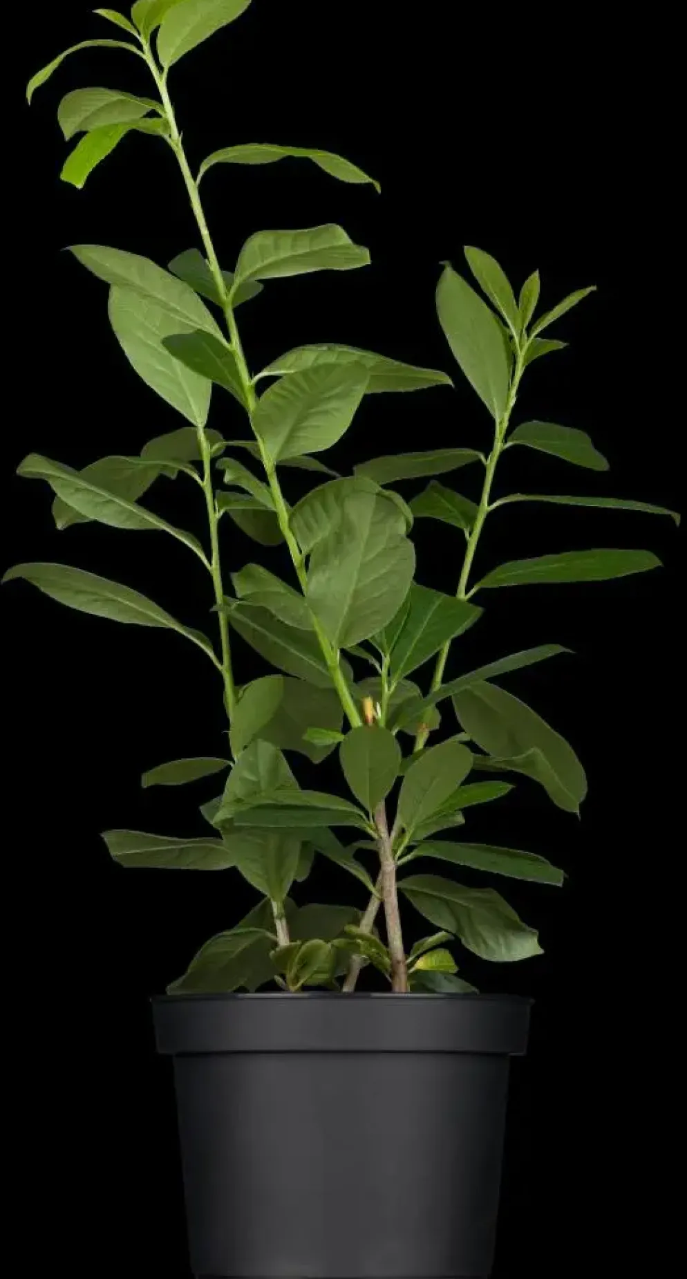 Prunus laurocerasus 'Etna'® (Laurierkers 'Etna')