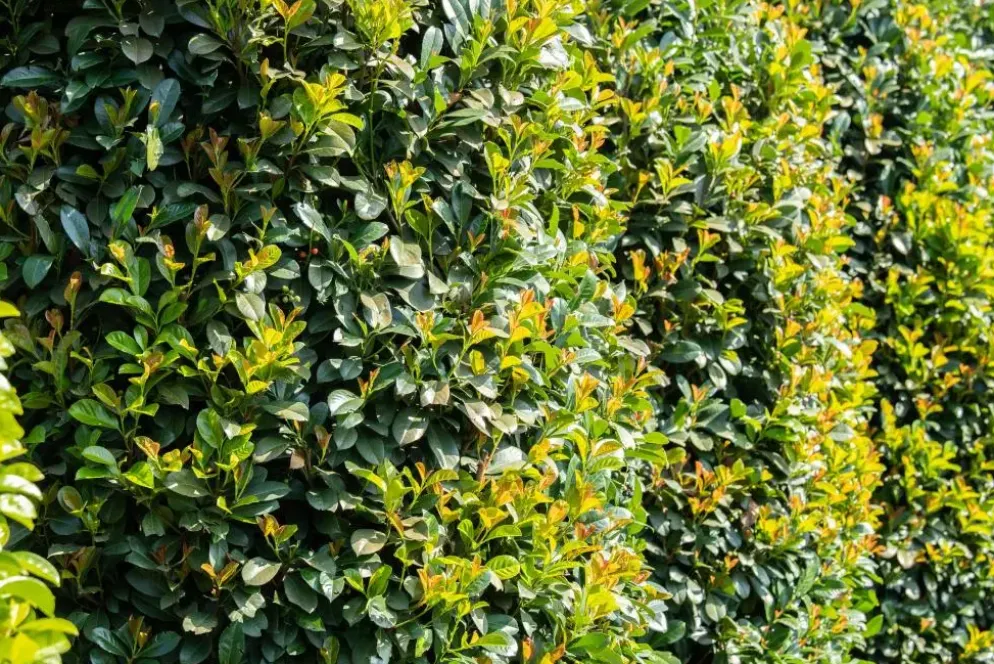 Prunus laurocerasus 'Etna'® (Laurierkers 'Etna')
