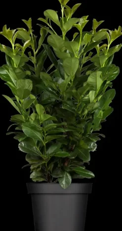 Prunus laurocerasus 'Etna'® (Laurierkers 'Etna')
