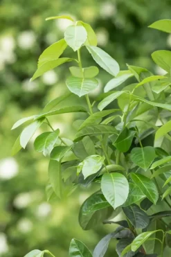 Prunus laurocerasus 'Etna'® (Laurierkers 'Etna')