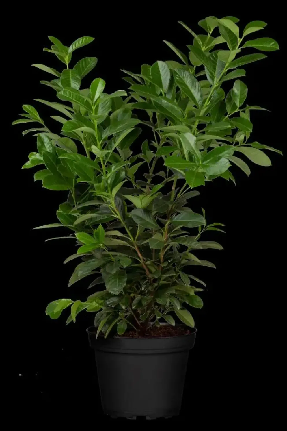 Prunus laurocerasus 'Etna'® (Laurierkers 'Etna')
