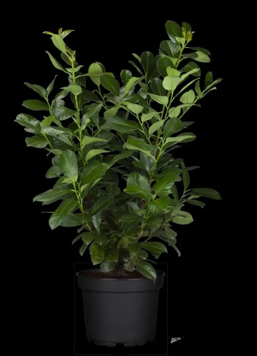 Prunus laurocerasus 'Etna'® (Laurierkers 'Etna')