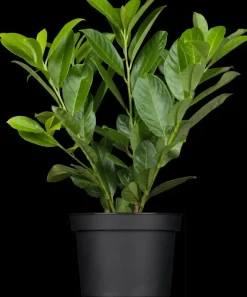 Prunus laurocerasus 'Novita' (Laurierkers 'Novita')