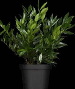 Prunus laurocerasus 'Otto Luyken' (Laurierkers 'Otto Luyken')