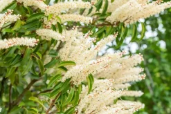 Prunus lusitanica 'Angustifolia' (Portugese laurier 'Angustifolia')