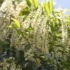 Prunus lusitanica 'Angustifolia' (Portugese laurier 'Angustifolia')