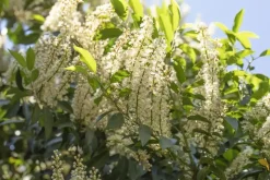 Prunus lusitanica 'Angustifolia' (Portugese laurier 'Angustifolia')