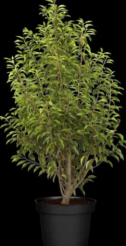 Prunus lusitanica 'Angustifolia' (Portugese laurier 'Angustifolia')
