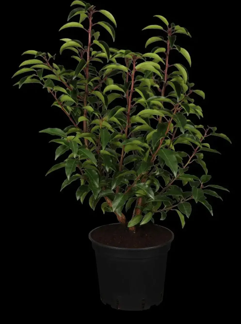 Prunus lusitanica 'Angustifolia' (Portugese laurier 'Angustifolia')