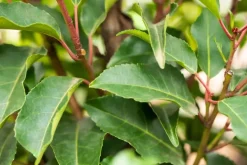 Prunus lusitanica 'Angustifolia' (Portugese laurier 'Angustifolia')