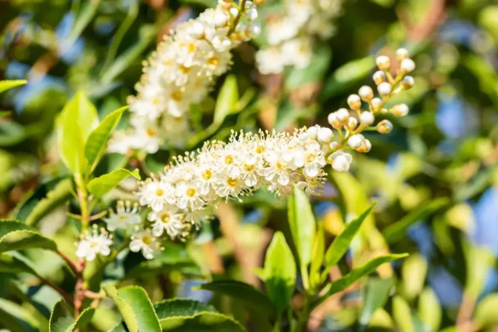 Prunus lusitanica 'Angustifolia' (Portugese laurier 'Angustifolia')