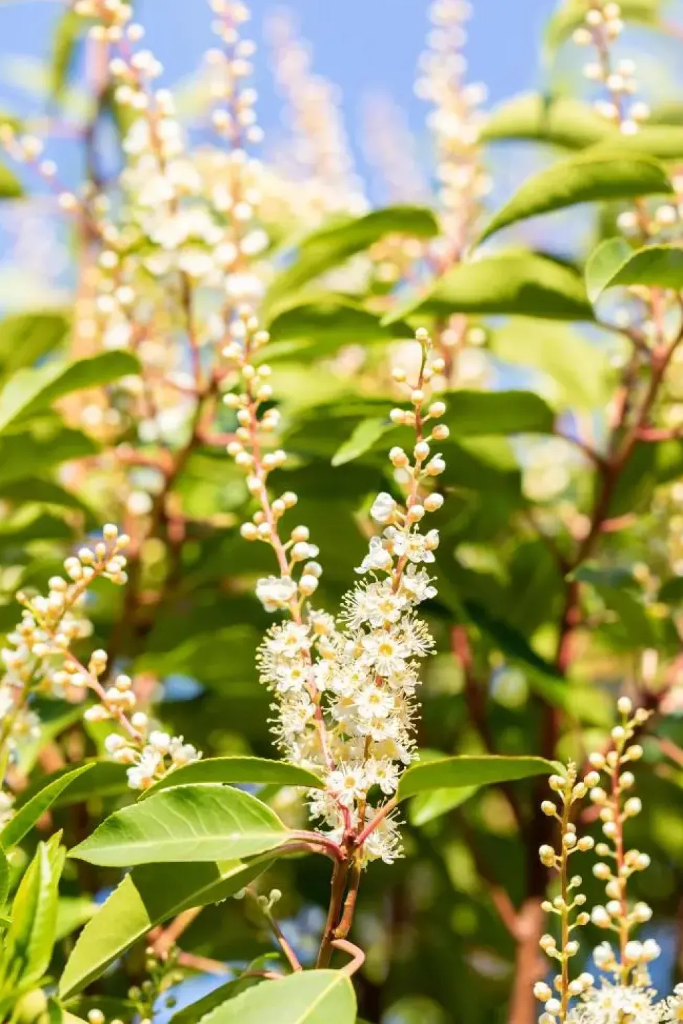 Prunus lusitanica 'Angustifolia' (Portugese laurier 'Angustifolia')