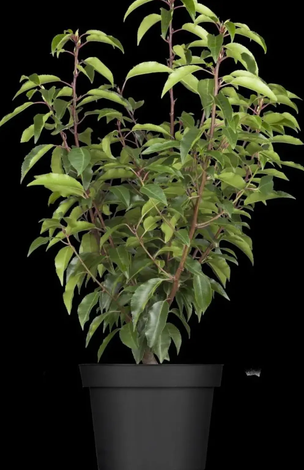 Prunus lusitanica 'Angustifolia' (Portugese laurier 'Angustifolia')