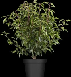 Prunus lusitanica 'Angustifolia' (Portugese laurier 'Angustifolia')