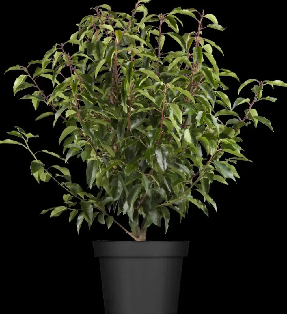 Prunus lusitanica 'Angustifolia' (Portugese laurier 'Angustifolia')