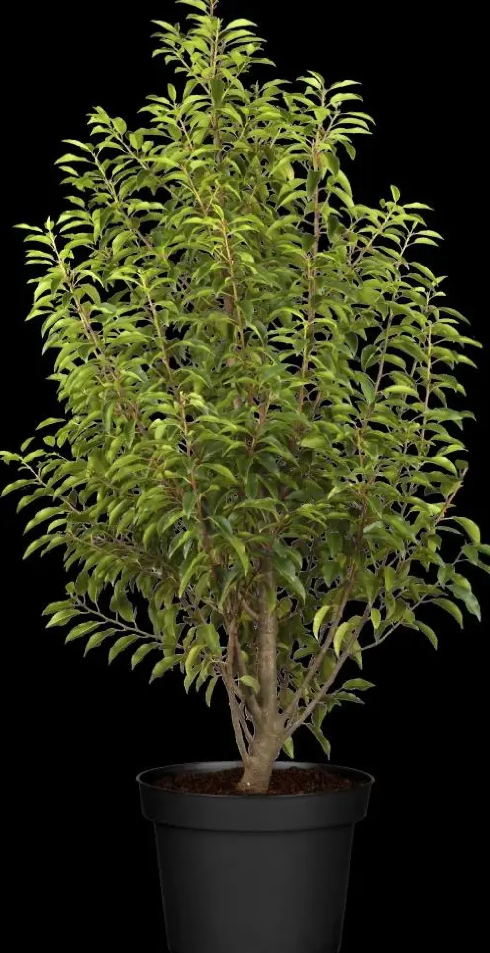Prunus lusitanica 'Angustifolia' (Portugese laurier 'Angustifolia')