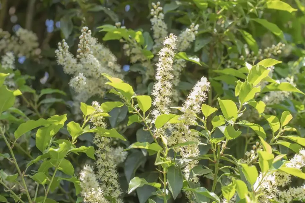 Prunus lusitanica 'Angustifolia' (Portugese laurier 'Angustifolia')