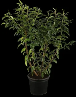 Prunus lusitanica 'Angustifolia' (Portugese laurier 'Angustifolia')
