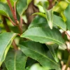 Prunus lusitanica 'Angustifolia' (Portugese laurier 'Angustifolia')