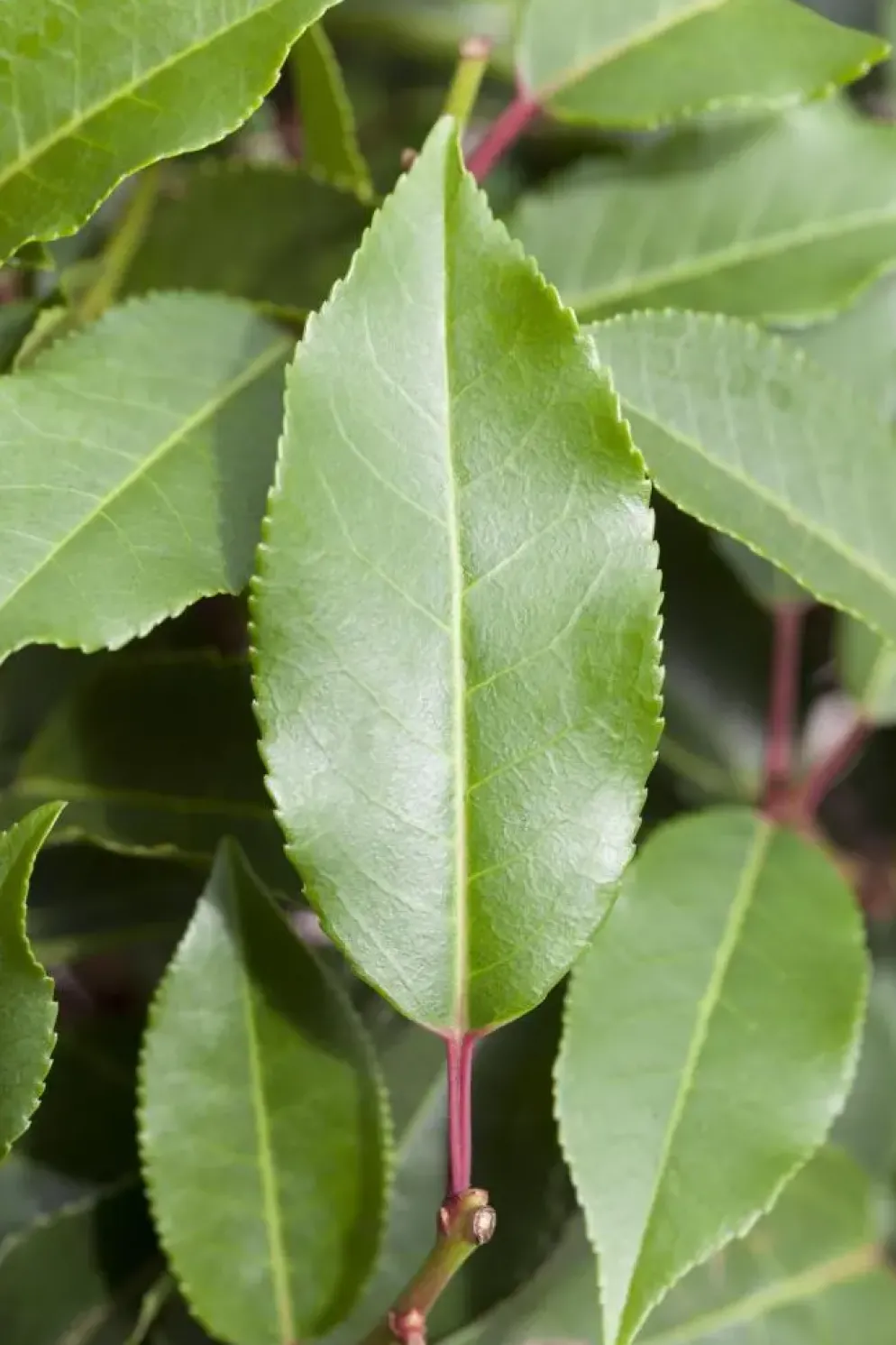 Prunus lusitanica 'Angustifolia' (Portugese laurier 'Angustifolia')