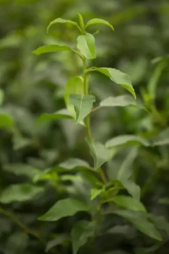 Prunus lusitanica 'Angustifolia' (Portugese laurier 'Angustifolia')