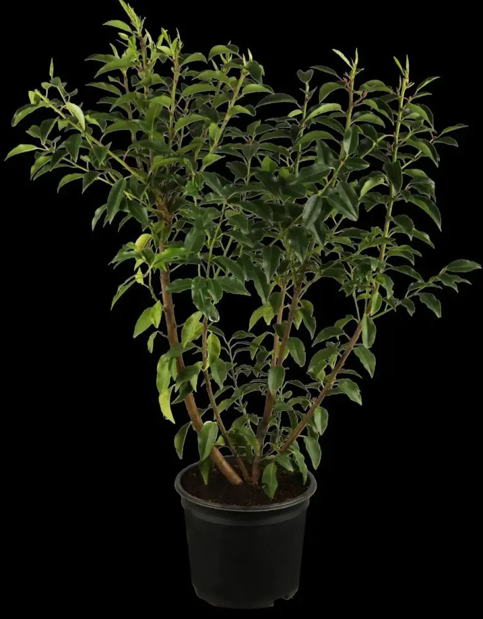 Prunus lusitanica 'Angustifolia' (Portugese laurier 'Angustifolia')