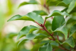 Prunus lusitanica 'Angustifolia' (Portugese laurier 'Angustifolia')